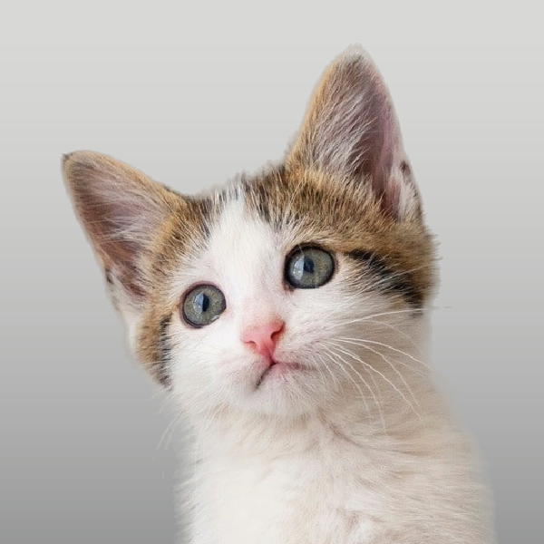 Gatitos Cachorros