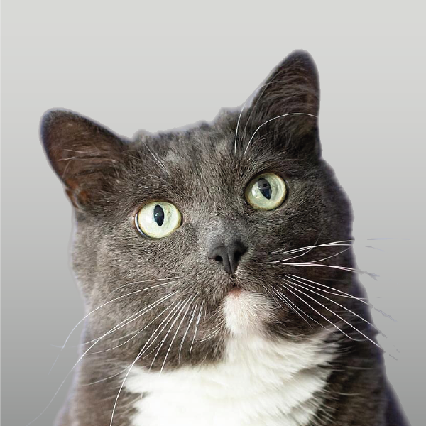 Gatos Adultos